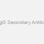 Goat Anti-Human IgG Secondary Antibody AP Conjugated